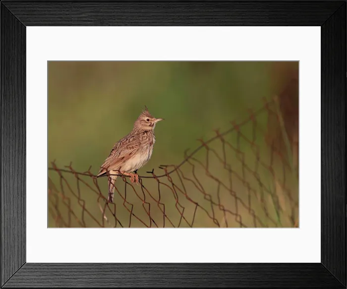 Framed Print : Crested Lark (Galerida cristata) adult, perched on rusty chainlink fence, Lesvos, Greece, April Framed Print : Crested Lark (Galerida cristata) adult, perched on rusty chainlink fence, Lesvos, Greece, April