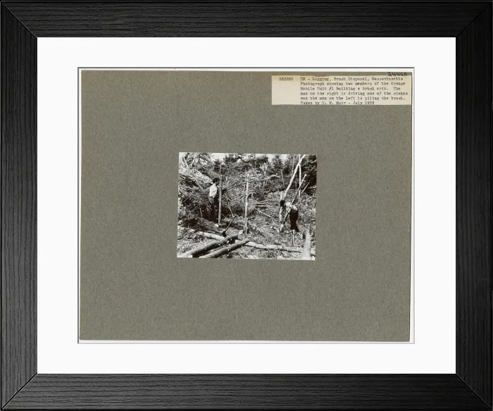 Framed Print : Logging: Brush Disposal - Massachusetts