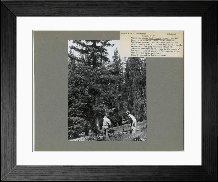 Framed Print : Disease Control - Colorado. Photographs Relating to National Forests Framed Print : Disease Control - Colorado. Photographs Relating to National Forests
