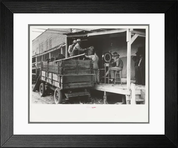 Framed Print : Unloading turkeys at poultry cooperative Framed Print : Unloading turkeys at poultry cooperative