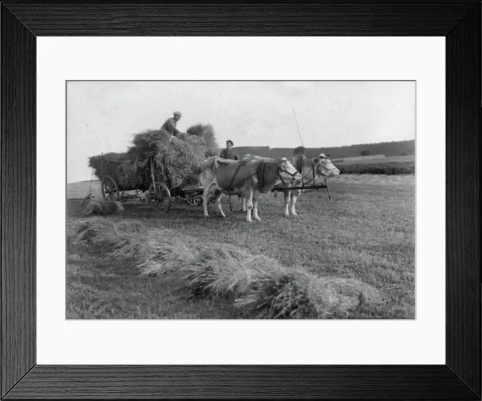 Framed Print : Ox team in the grain import Framed Print : Ox team in the grain import