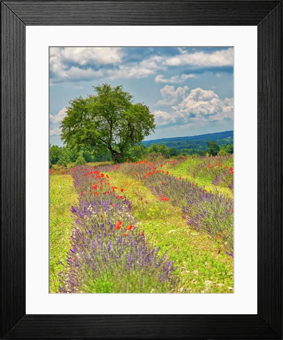Framed Print : France, Provence, Sault, Lone tree and poppies Framed Print : France, Provence, Sault, Lone tree and poppies