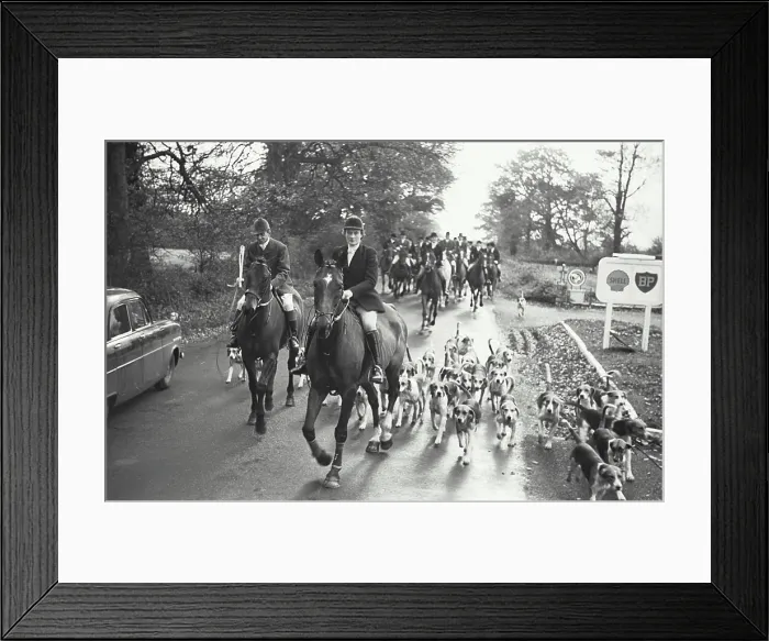Framed Print : Group of people riding on horses with dogs and going for fox hunting, Somerset, England