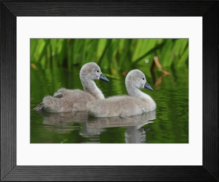 Framed Print : Hoeckerschwan Young Küeken of the Hoeckerschwan on a lake while swimming