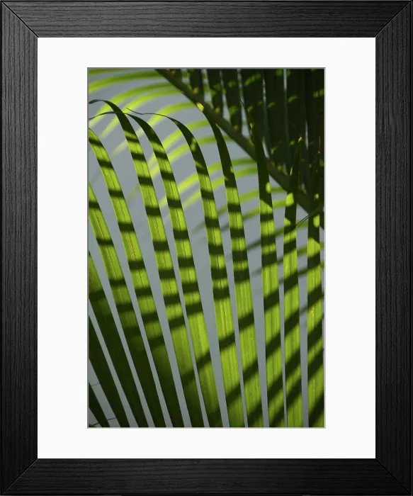 Framed Print : Dominican Republic, La Altagracia, Punta Cana, Bavaro, palm tree detail