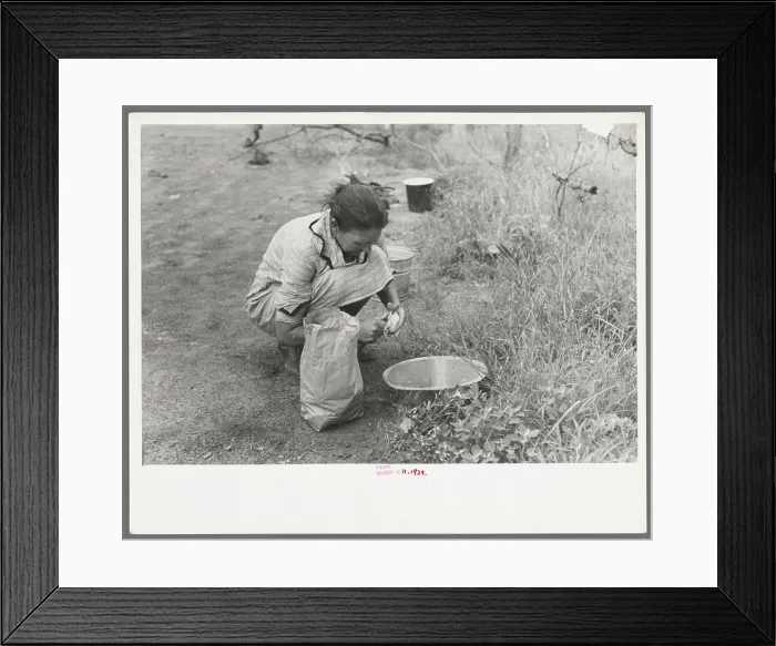 Framed Print : Woman of migrant family peeling potatoes near Henrietta Framed Print : Woman of migrant family peeling potatoes near Henrietta