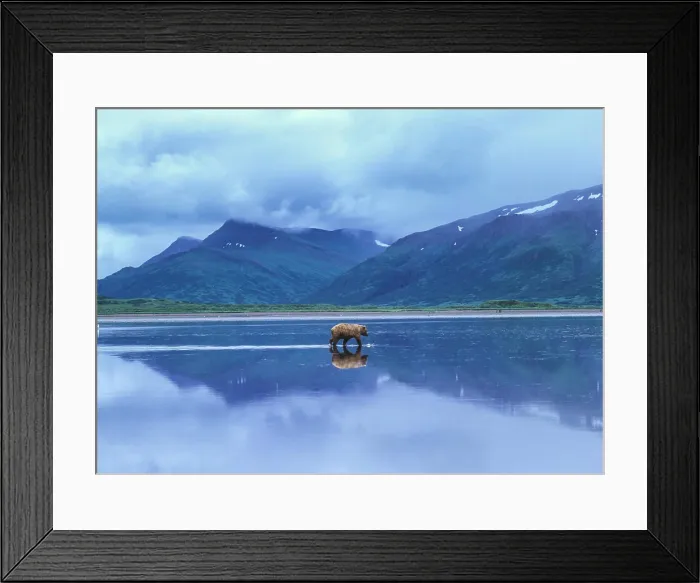 Framed Print : Brown bear (Ursus arctos horribilus) with reflection crosses tidal flats at Izembek National Wildlife Refuge Framed Print : Brown bear (Ursus arctos horribilus) with reflection crosses tidal flats at Izembek National Wildlife Refuge
