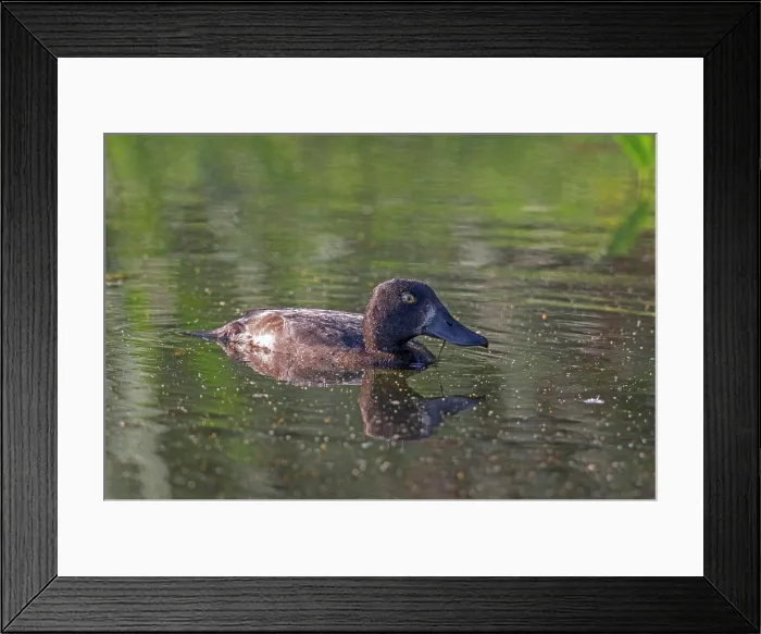 Framed Print : Female Tufted Duck Framed Print : Female Tufted Duck