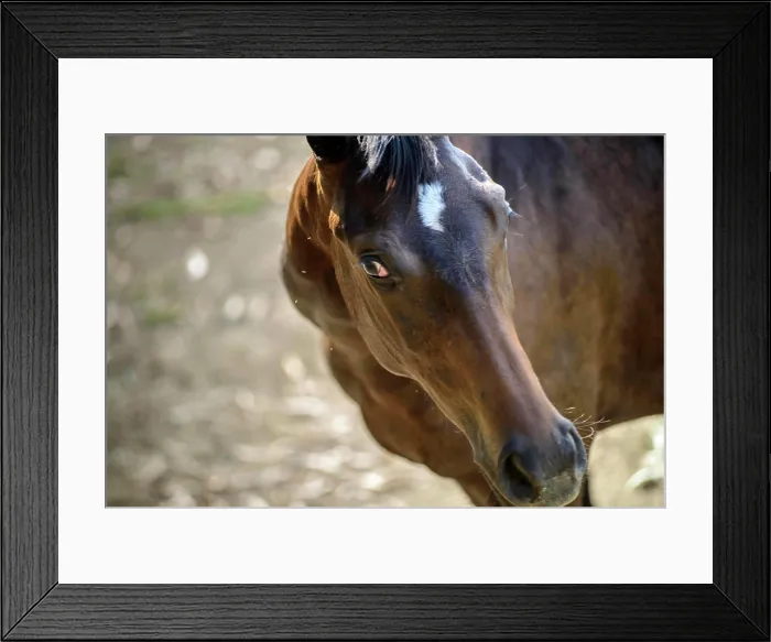 Framed Print : Poonawalla stud farm, pune, maharashtra, india, asia India Copyright: xBharatxPania / DinodiaxPhotox Framed Print : Poonawalla stud farm, pune, maharashtra, india, asia India Copyright: xBharatxPania / DinodiaxPhotox