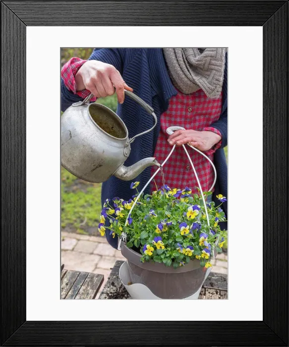 Framed Print : Realization of a suspension of Horned Pansy (Viola cornuta), spring, Pas de Calais, France Framed Print : Realization of a suspension of Horned Pansy (Viola cornuta), spring, Pas de Calais, France