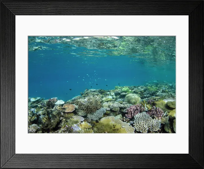 Framed Print : Coral Reef Diversity, Fiji Framed Print : Coral Reef Diversity, Fiji