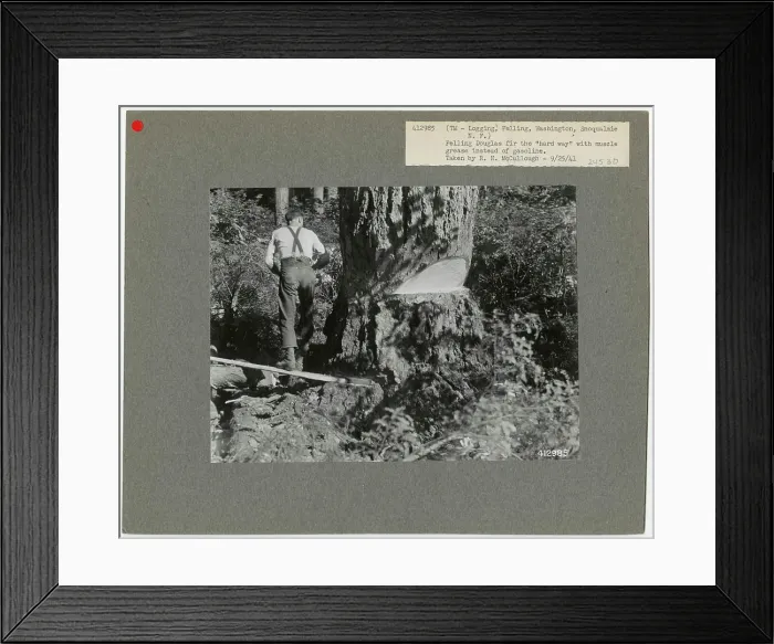 Framed Print : Logging: Felling - Washington. Photographs Relating to National Forests Framed Print : Logging: Felling - Washington. Photographs Relating to National Forests