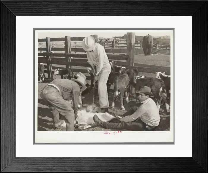 Framed Print : Cattle branding scene. Ranch near Marfa Framed Print : Cattle branding scene. Ranch near Marfa