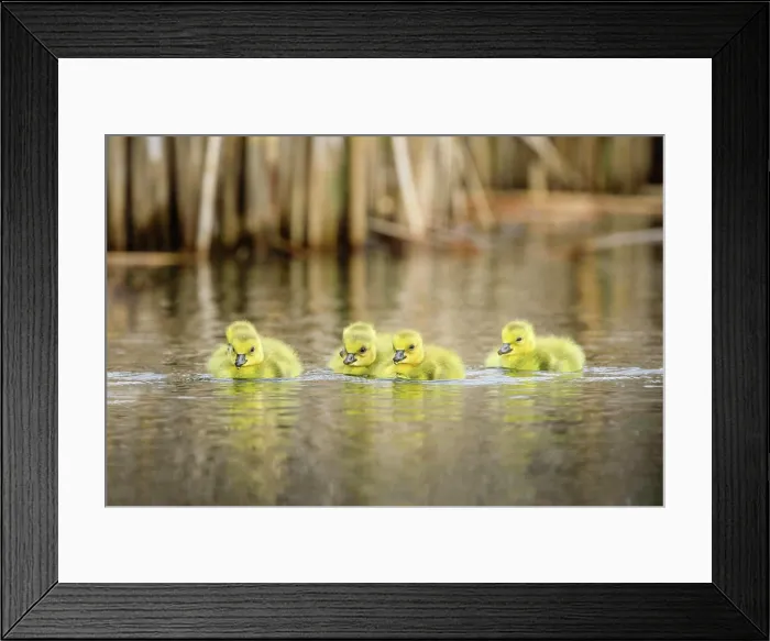 Framed Print : Canada Goose Goslings, Oak Hammock Marsh, Manitoba, Canada Framed Print : Canada Goose Goslings, Oak Hammock Marsh, Manitoba, Canada