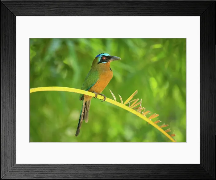 Framed Print : Trinidad Motmot, aka blue-crowned motmot; Arnos Vale region of Tobago island, Trinidad and Tobago Framed Print : Trinidad Motmot, aka blue-crowned motmot; Arnos Vale region of Tobago island, Trinidad and Tobago