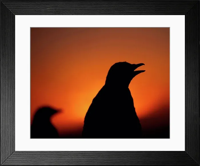 Framed Print : Silhouettes of Gentoo Penguin (Pygoscelis papua); Falkland Islands