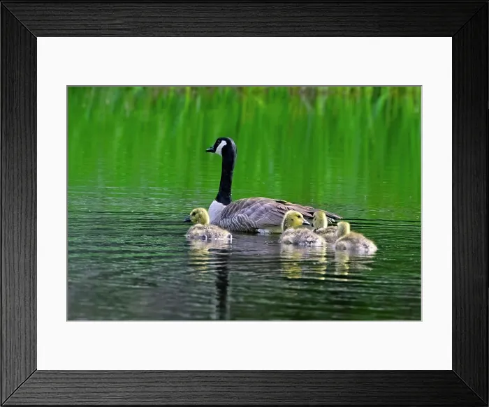 Framed Print : A mother Canada Goose 'Branta canadensis' Framed Print : A mother Canada Goose 'Branta canadensis'