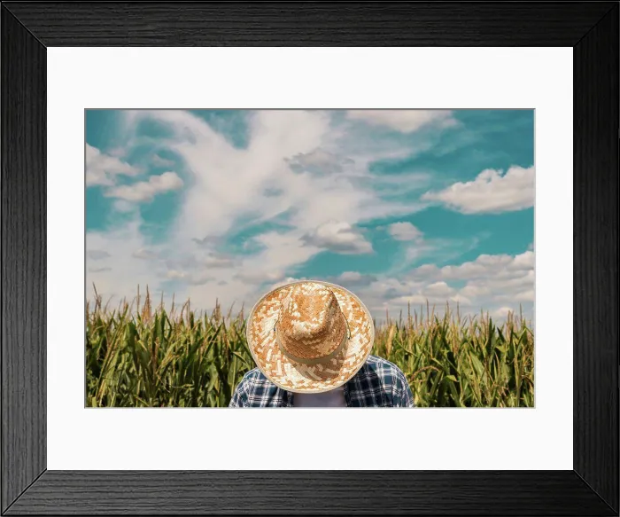 Framed Print : Farmer in maize field