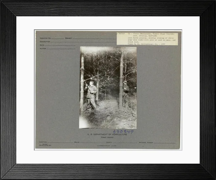Framed Print : Pruning - Maryland. Photographs Relating to National Forests Framed Print : Pruning - Maryland. Photographs Relating to National Forests