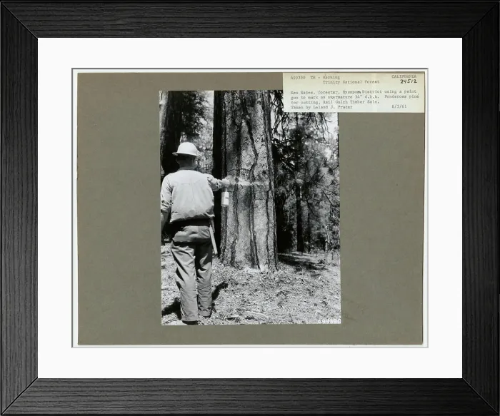 Framed Print : Logging -Timber Surveys - General Framed Print : Logging -Timber Surveys - General