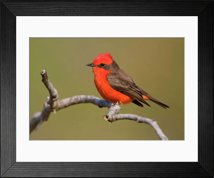 Framed Print : Vermillion Flycatcher Pyrocephalus rubinus perched on a branch at Estero Llano Grande State Park in Texas, USA Framed Print : Vermillion Flycatcher Pyrocephalus rubinus perched on a branch at Estero Llano Grande State Park in Texas, USA