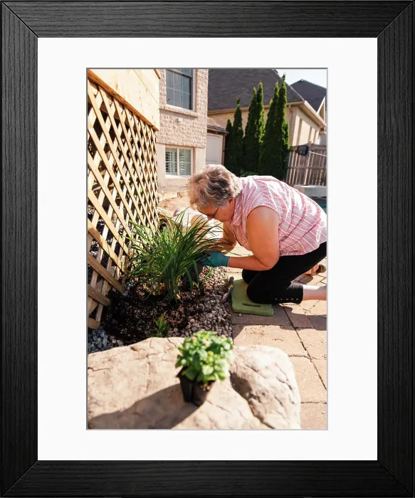 Framed Print : Older woman planting a perennial plant in a backyard garden Framed Print : Older woman planting a perennial plant in a backyard garden