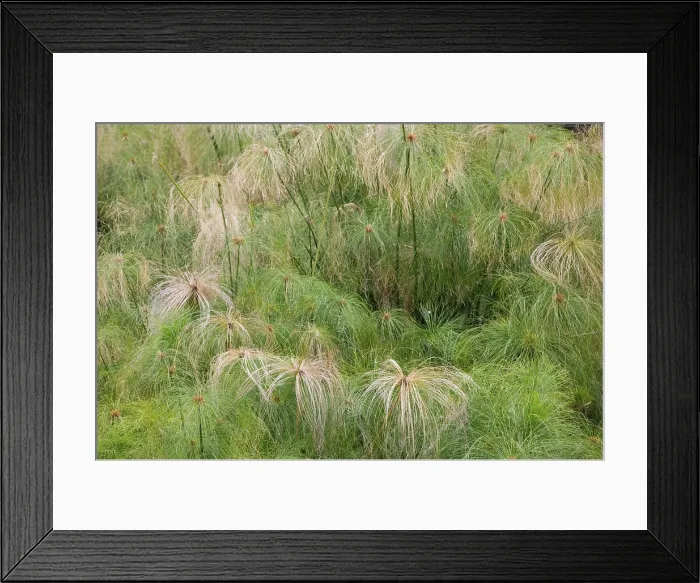 Framed Print : ITALY, Sicily, SIRACUSA (Syracuse): Ortygia Island, Fontana Aretusa, Papyrus Plant Detail