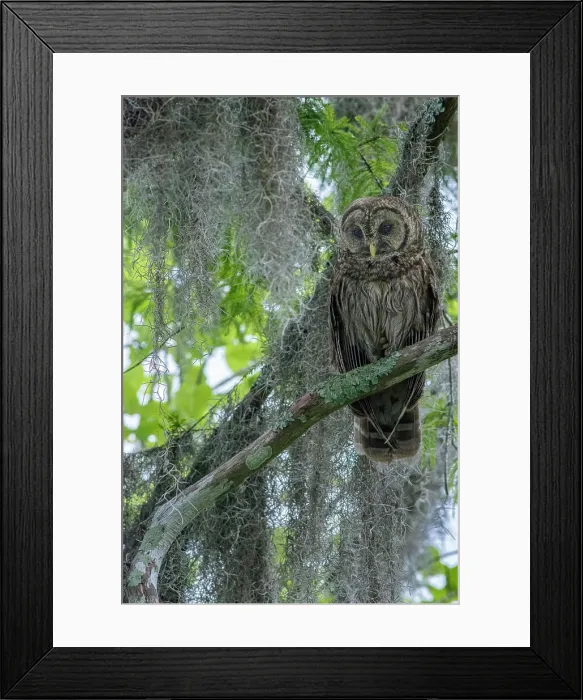 Framed Print : Barred owl perched in cypress forest, Manchac Swamp kayak tour near New Orleans, Louisiana, USA Framed Print : Barred owl perched in cypress forest, Manchac Swamp kayak tour near New Orleans, Louisiana, USA