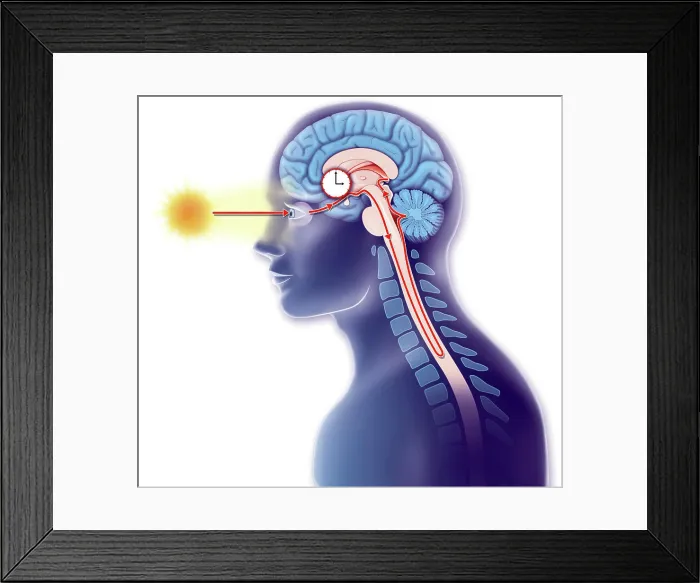 Framed Print : Illustration of the body clock Framed Print : Illustration of the body clock
