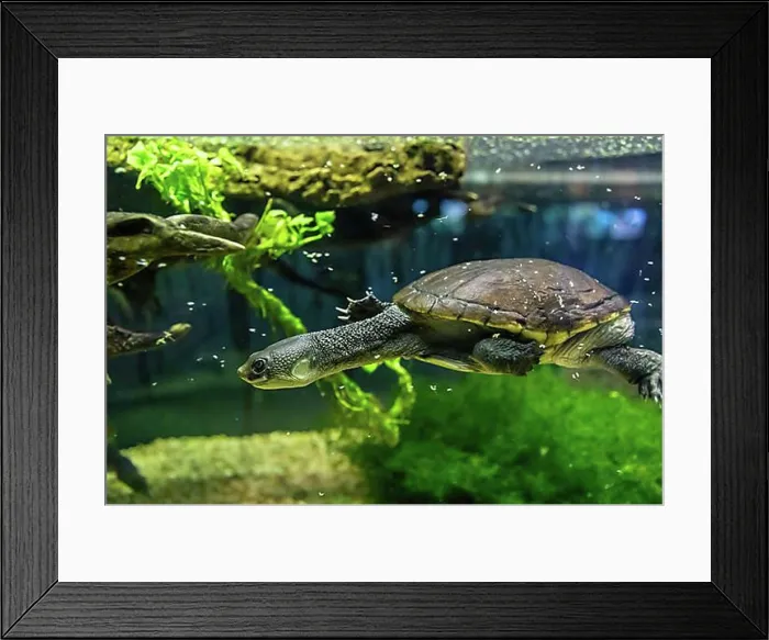 Framed Print : Denver, Colorado, A Reimann's snake-necked turtle (Chelodina reimanni) at the Denver Zoo