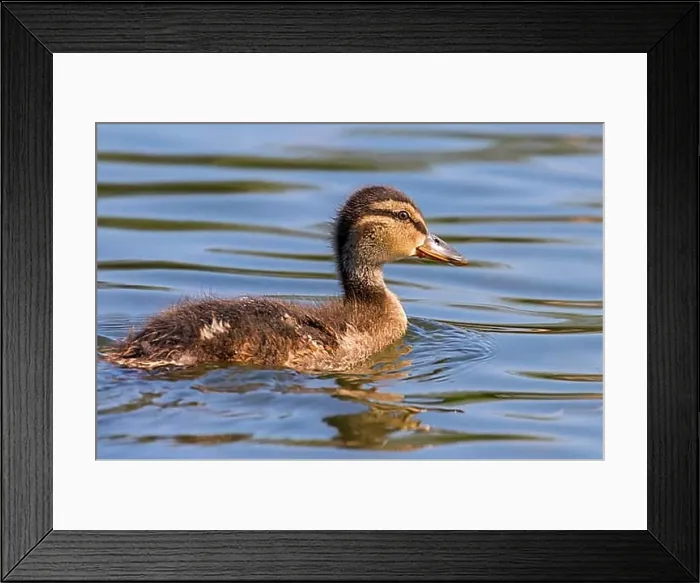 Framed Print : Mallard Duck Baby on water surface, Ducklings Swimming Framed Print : Mallard Duck Baby on water surface, Ducklings Swimming