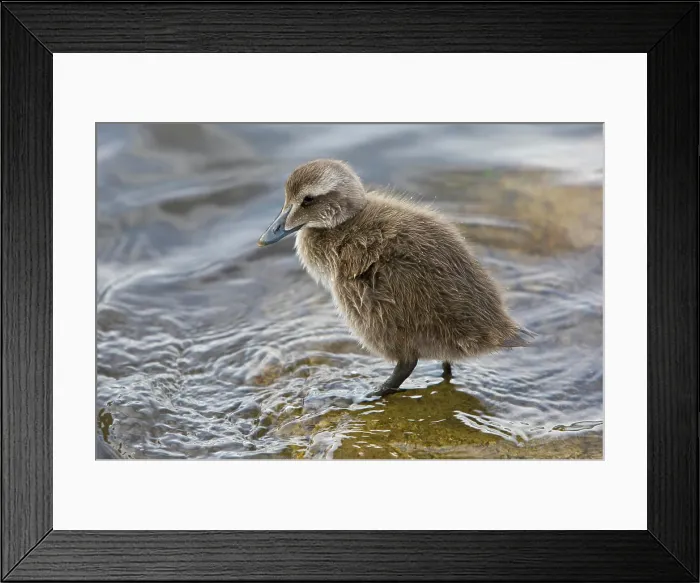 Framed Print : Eider chick in a pond in Reykjavik, Iceland Framed Print : Eider chick in a pond in Reykjavik, Iceland