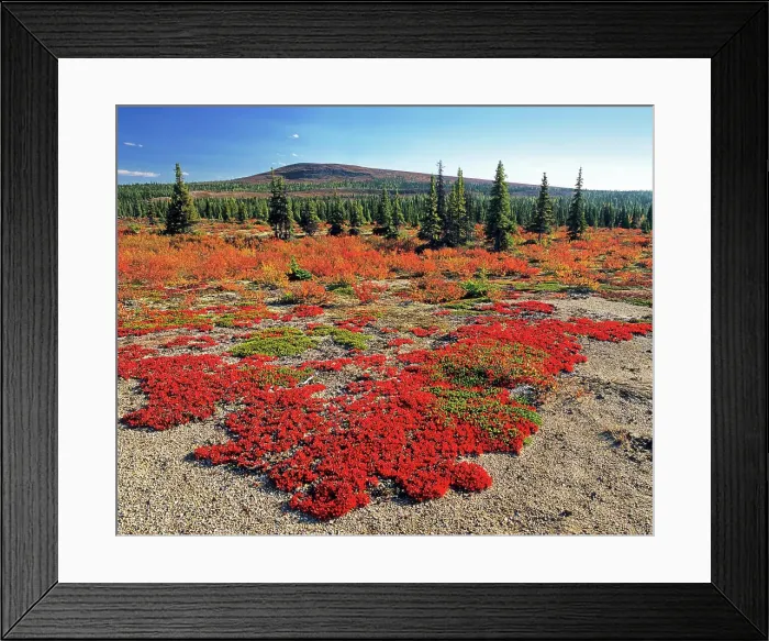 Framed Print : Tundra near George River, Nunavik, Quebec, Canada Framed Print : Tundra near George River, Nunavik, Quebec, Canada