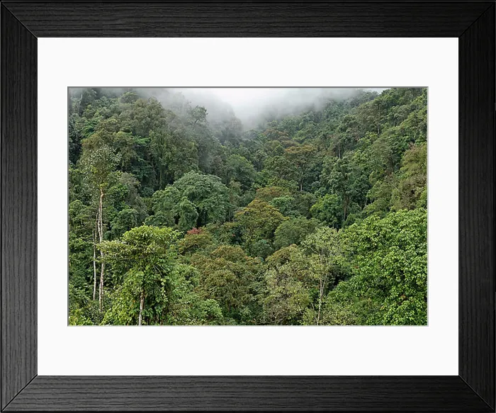 Framed Print : Rainforest in Kachin State, Myanmar, Asia Framed Print : Rainforest in Kachin State, Myanmar, Asia