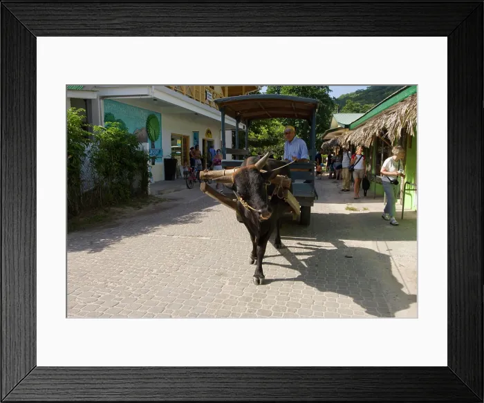 Framed Print : Ox cart in town Framed Print : Ox cart in town