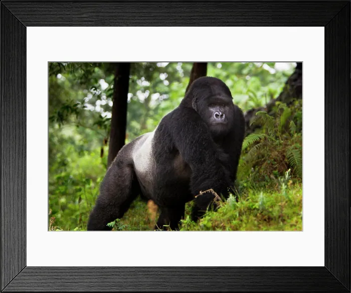 Framed Print : Africa, Rwanda, Akarevuro Framed Print : Africa, Rwanda, Akarevuro