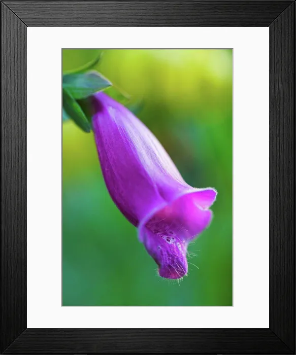 Framed Print : England, Gloucestershire, Cinderford. Single Foxglove flower Framed Print : England, Gloucestershire, Cinderford. Single Foxglove flower