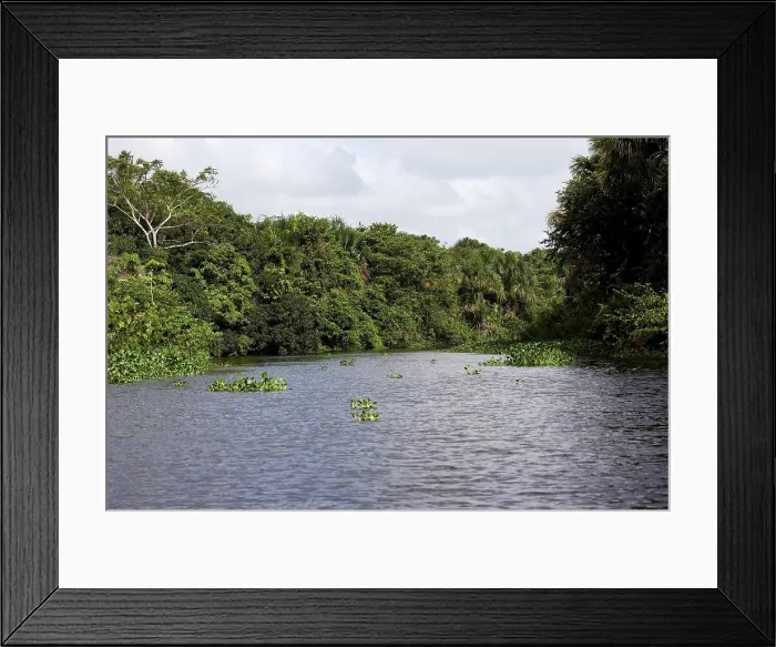 Framed Print : Forest And River At Orinoco Delta In Venezuela Framed Print : Forest And River At Orinoco Delta In Venezuela