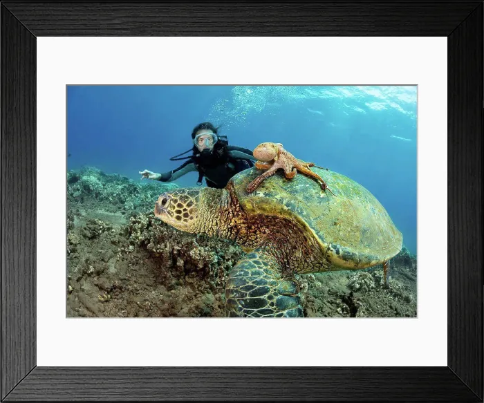 Framed Print : A diver watches on as a Day octopus (Octopus cyanea) hitches a ride on a Green sea turtle (Chelonia mydas); Hawaii Framed Print : A diver watches on as a Day octopus (Octopus cyanea) hitches a ride on a Green sea turtle (Chelonia mydas); Hawaii