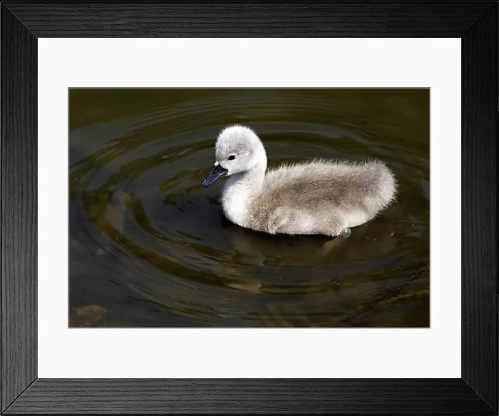 Framed Print : Mute swan chick