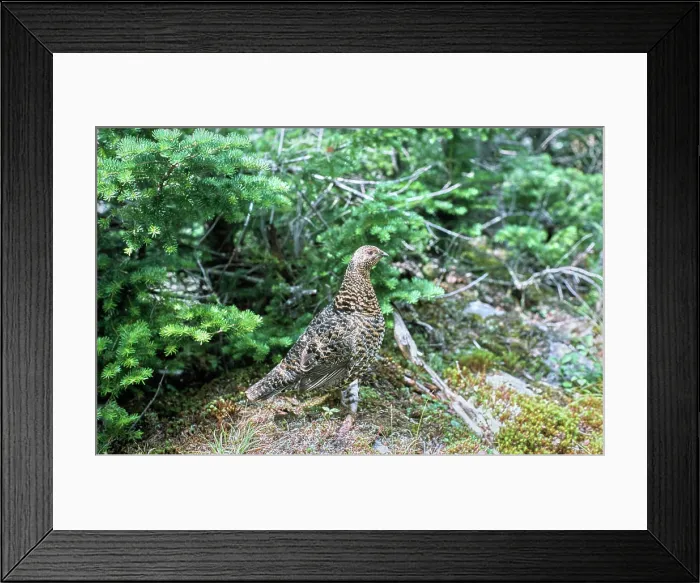 Framed Print : Vintage Photograph. Spruce grouse blending in its natural forest habitat