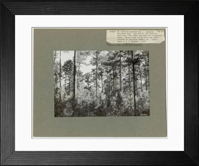 Framed Print : Reforestation - Arkansas. Photographs Relating to National Forests Framed Print : Reforestation - Arkansas. Photographs Relating to National Forests