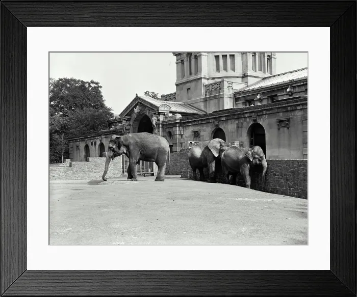 Framed Print : Vintage Photograph. Three elephants Indian Elephants have small ears while African Elephants have large ears Framed Print : Vintage Photograph. Three elephants Indian Elephants have small ears while African Elephants have large ears