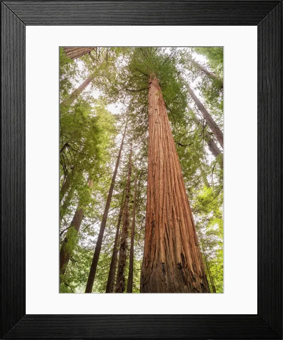 Framed Print : USA, California, Humboldt Redwoods State Park. Looking up at coastal redwood trees Framed Print : USA, California, Humboldt Redwoods State Park. Looking up at coastal redwood trees