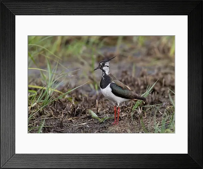 Framed Print : Kiebitz, Vanellus vanellus, Lapwing Framed Print : Kiebitz, Vanellus vanellus, Lapwing
