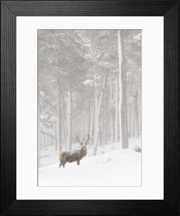 Framed Print : Red Deer (Cervus elaphus) stag