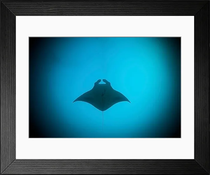 Framed Print : Reef Manta Ray, Manta alfredi, Ari Atoll, Indian Ocean, Maldives, Asia Framed Print : Reef Manta Ray, Manta alfredi, Ari Atoll, Indian Ocean, Maldives, Asia
