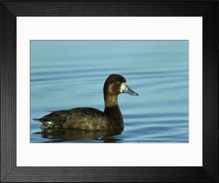 Framed Print : A profile view of a Lesser Scaup at the Lower Klamath Wildlife Refuge located in Tulelake Framed Print : A profile view of a Lesser Scaup at the Lower Klamath Wildlife Refuge located in Tulelake