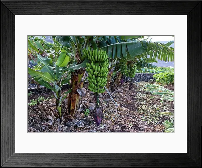 Framed Print : Banana plantation Banana tree, perennial with bananas (Musa), El Hierro, Canary Islands, Spain, Europe Framed Print : Banana plantation Banana tree, perennial with bananas (Musa), El Hierro, Canary Islands, Spain, Europe