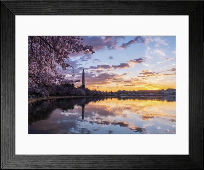 Framed Print : Washington Monument framed by cherry blossoms in peak bloom in W Framed Print : Washington Monument framed by cherry blossoms in peak bloom in W
